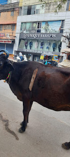 बिलासपुर में हिंदूवादी नेताओं का पड़ा अकाल,हिंदुओ के वोट पर मात्र सता सुखधारी?