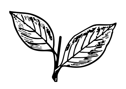 मस्तूरी में “दो पत्ती” चुनाव चिन्ह मतदाताओं की पहली पसंद !